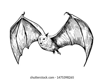 Bat sketch. Hand drawn illustration converted to vector