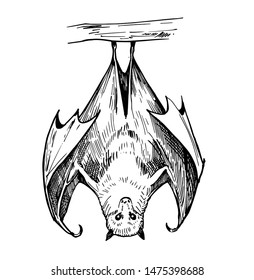 Bat sketch. Hand drawn illustration converted to vector