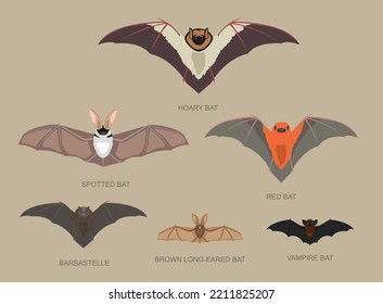 Bat Species Sizes Comparison Cartoon Vector Illustration