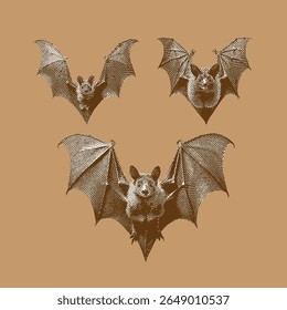 Morcego, vetor morcego, ilustração morcego, desenho de linha sobre fundo marrom.