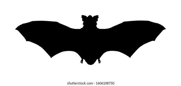 Bat vector silhouette illustration isolated on white background. Open wings beast. Night animal. Scary vampire symbol. Halloween sign. Blood sucker flying muse. Corona viruses. Coronaviruses.