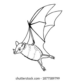 The bat. Vector stock illustration eps10. Hand drawing.
