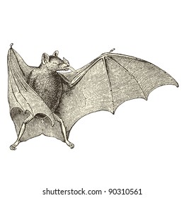 Bat - vintage engraved illustration - "Cent récits d'histoire naturelle" by C.Delon published in 1889 France