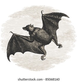 Bat - vintage engraved illustration - "Histoire naturelle" by Buffon and Lacépède published in 1881 France