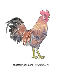 Batam, Indonesia. feb 20 th, 2021. vector illustration of a rooster