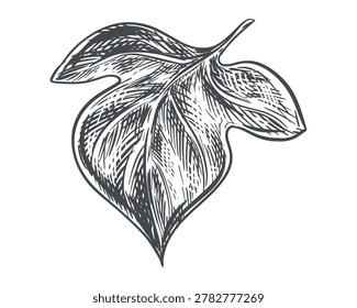 Batat leaf sketch. Vector illustration Field bindweed. Engraving style. A sweet potato leaf lies on a table against a white background. Hand drawn Tricolor bindweed, imitating etching.