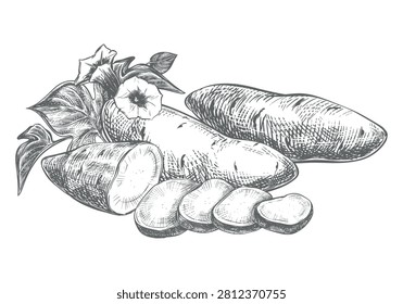 Batat sketch. Vector composition of whole vegetable, half of sweet potato and slices, leaves and flowers lying on a table. Hand drawn. Yam outline drawing done in ink. Ipomoea batatas linear art