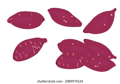 batata vector stock illustration. Sweet potatoes. Isolated on a white background.