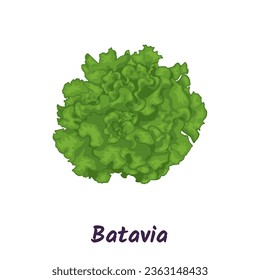 Batavia lettuce, green leafy salad vector illustration