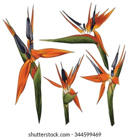 batch of bird of paradise flower vector drawings - Strelitzia reginae eps8