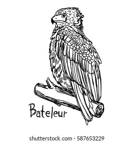 Bateleur - vector illustration sketch hand drawn with black lines, isolated on white background