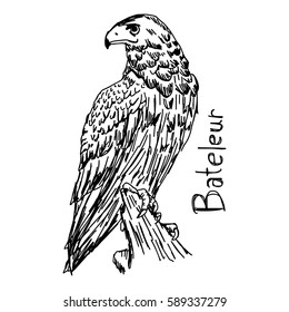 Bateleur - vector illustration sketch hand drawn with black lines, isolated on white background