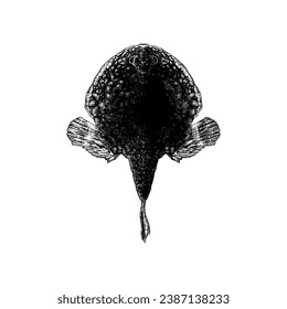 Batfish hand drawing vector isolated on white background.