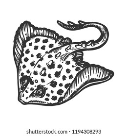 Batoidea stingray sea animal engraving vector illustration. Scratch board style imitation. Black and white hand drawn image.
