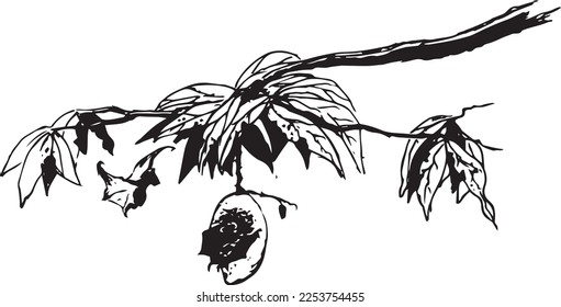 Bats eat mango while still hanging the tree  Sketch illustration  Hand drawn mango