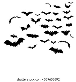 bats fly