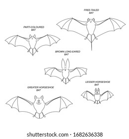 Bats with names (greater and lesser horseshoe, free-tailed, brown long-eared, parti-coloroured). Vector image set.