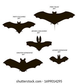 Bats with names (greater and lesser horseshoe, free-tailed, brown long-eared, parti-coloroured). Vector image silhouettes.