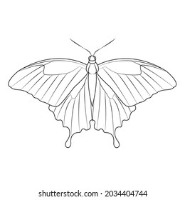 batterfly wing vector icon sumbol natural