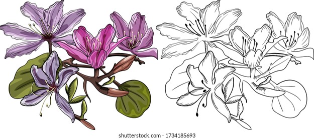 Bauginia flowers. Vector graphics. Tropical tree.