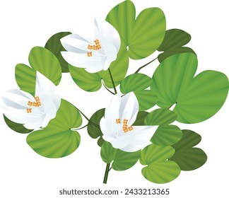 Bauhinia acuminata or white snowy orchid flower, Kanchan close up