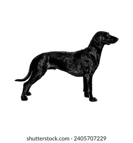 Bavarian Mountain Hound hand drawing vector isolated on white background.