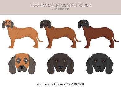 Bavarian mountain scent hound clipart. Different coat colors and poses set.  Vector illustration