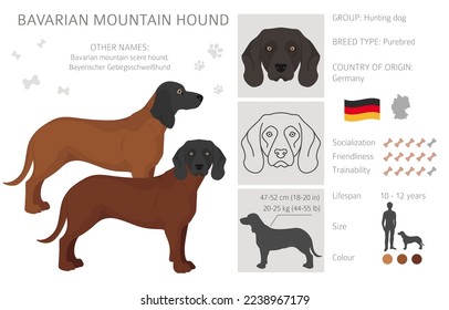 Bavarian mountain scent hound clipart. Different coat colors and poses set.  Vector illustration