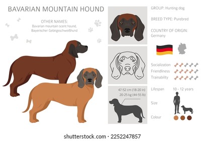 Bavarian mountain scent hound clipart. Different coat colors and poses set.  Vector illustration