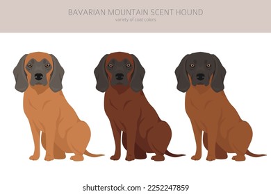 Bavarian mountain scent hound clipart. Different coat colors and poses set.  Vector illustration