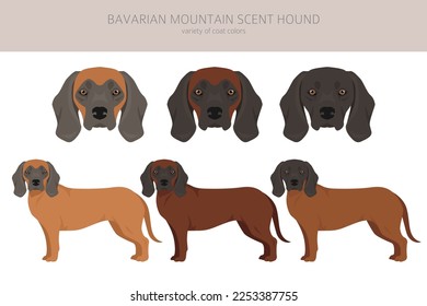 Bavarian mountain scent hound clipart. Different coat colors and poses set.  Vector illustration