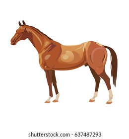 Bay arabian mustang stallion on white background. Vector illustration.