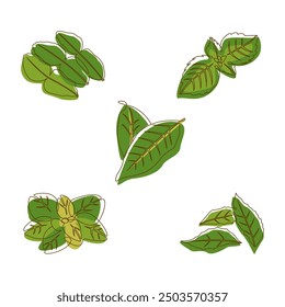 Bay Curry Lime Basil Oregano Leaves Aromatic Herbal in Line Art Style