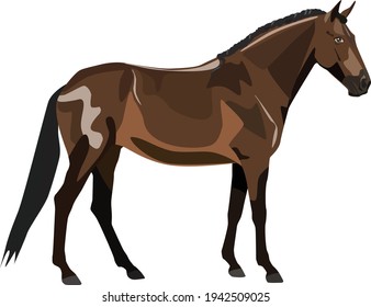 Bay horse of the Lusitano breed. Vector illustration