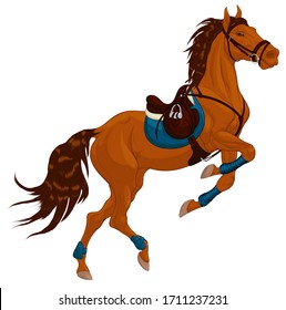 Bay horse reared and bent its front legs bandaged with polo wraps. Stallion dressed in sport tack including saddle, snaffle bit bridle. Steed pricked up its ears. Vector clip art for equestrian goods.