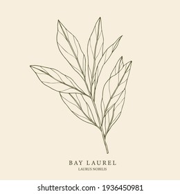 Bay laurel hand drawn illustration. Botanical design svg