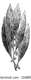 Bucht Laurel oder Laurus nobilis, mit Blättern und Blütenknospen, eingravierte Vintage-Illustration. Wörterbuch der gewöhnlichen Medizin von Dr. Labarthe - 1885