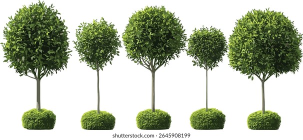 Laurel da baía, Laurus nobilis, baía doce, loureiro verdadeiro, loureiro grego, árvores de rua, luz do dia ensolarada, recorte de árvore isolado, ilustração vetorial, ervas aromáticas, verde jardim, natureza.