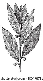 Bay Laurel oder Laurus nobilis, vintage gravierte Illustration. Wörterbuch der Wörter und Dinge - Larive und Fleury - 1895