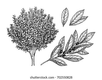 Bay laurel tree, branch and leaves. Ink sketch isolated on white background. Hand drawn vector illustration. Retro style.