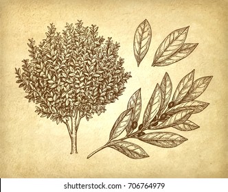 Bay laurel tree, branch and leaves. Ink sketch on old paper background. Hand drawn vector illustration. Retro style.