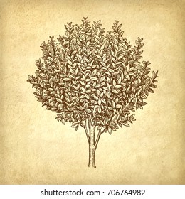 Bay Laurel Tree. Ink Sketch On Old Paper Background. Hand Drawn Vector Illustration. Retro Style.