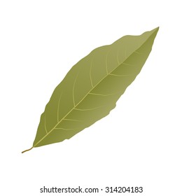 Bay leaf