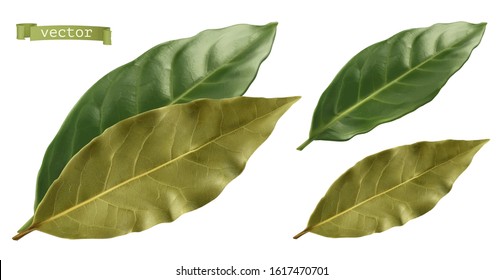 Bay leaf. 3d realistic vector