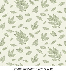 Bay leaf. Botanical hand drawn pattern. Herbs and Spices. Engraved style 