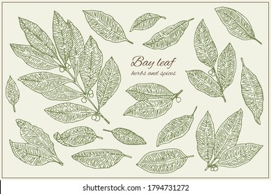 Bucht Blatt. Botanischer, handgezeichneter Illustrationssatz. Kräuter und Gewürze. Gravierstil 