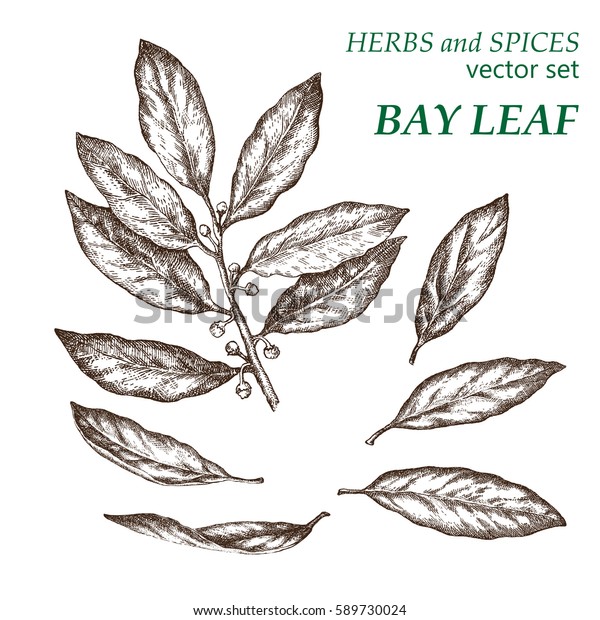 Bay Leaf Botanical Illustration Herbs Spices Stock Vector (Royalty Free