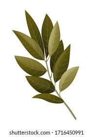 
Bay leaf branch. Vector illustration.