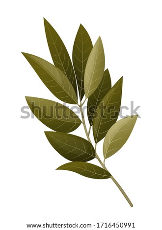 
Bay leaf branch. Vector illustration.
