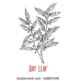 Bay leaf, detailed drawing pencil sketch, gravure style, vegetarian spices